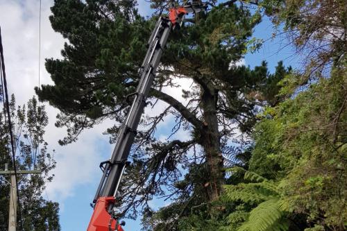 Large pine tree removal Scenic Dr West Auckland